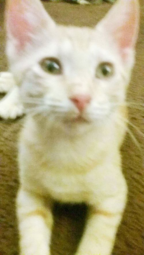. Winifred Polydactyl .
