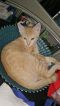 . Winifred Polydactyl .