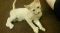 . Winifred Polydactyl .