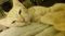 . Winifred Polydactyl .