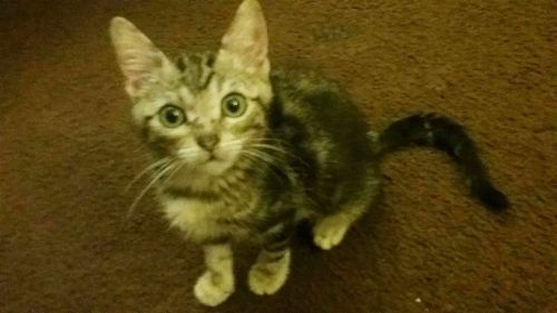 . Peanut .