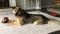 . ADOPTION PENDING : Blue Ivy .