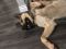 . ADOPTION PENDING : Blue Ivy .