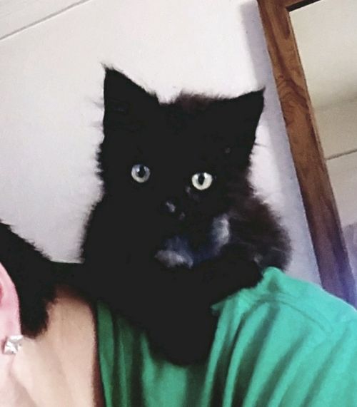 . Bagheera .