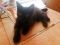 . Bagheera .