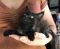 . Bagheera .