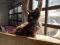 . Bagheera .