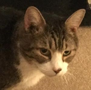 . Kiwi .