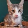 . Woody 1 .