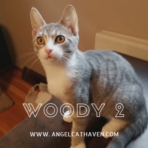 . Woody 2 .