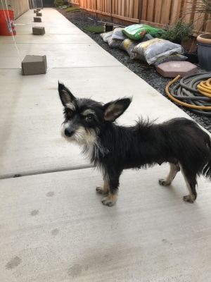 . Trinket-ADOPTED!! .