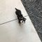 . Trinket-ADOPTED!! .