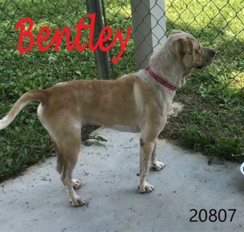 . Bentley .