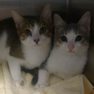. Aspen & Sierra .