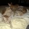 . Shaffron and Cayenne .