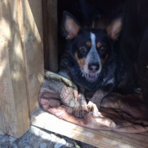 . ***COURTESY LISTING*** Sadie .