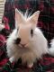. Maxine and Jarvis (bonded pair) .