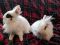 . Maxine and Jarvis (bonded pair) .