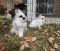 . Maxine and Jarvis (bonded pair) .