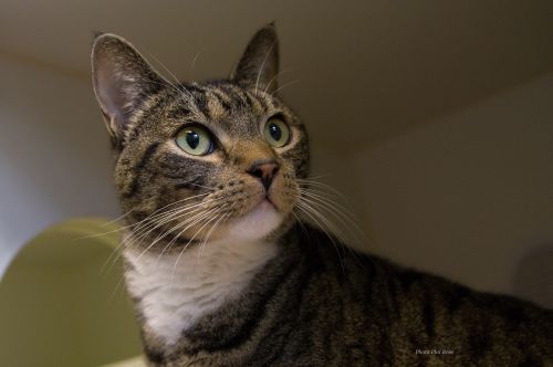 . Pretty Kitty .