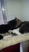 . ANNA & MITTENS .