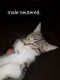 http://photos.petfinder.com/photos/pets/42759162/1/?bust=1538451325&width=60&-pnt.jpg