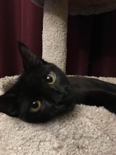 . Nala .