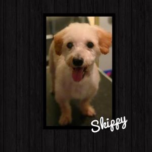 . Skippy .
