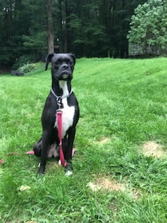 . Piper .