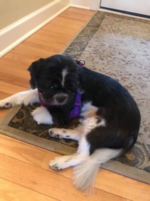 . Parker - ADOPTION PENDING .