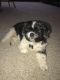 . Parker - ADOPTION PENDING .