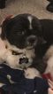 . Parker - ADOPTION PENDING .