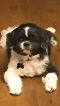 . Parker - ADOPTION PENDING .