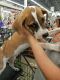 http://photos.petfinder.com/photos/pets/42791409/1/?bust=1537322512&width=60&-pnt.jpg