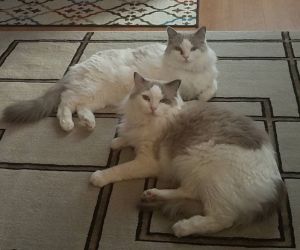 . Thor (bonded with Loki) .