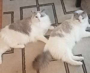 . Loki (bonded with Thor) .