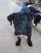 http://photos.petfinder.com/photos/pets/42791460/1/?bust=1537322792&width=60&-pnt.jpg