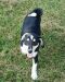 http://photos.petfinder.com/photos/pets/42791480/1/?bust=1537323010&width=60&-pnt.jpg