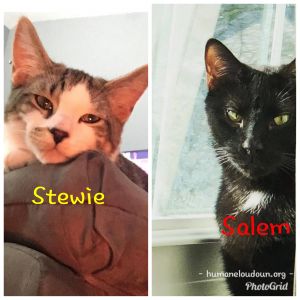 stewie salem dogs loudoun