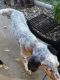http://photos.petfinder.com/photos/pets/42791773/1/?bust=1537328642&width=60&-pnt.jpg