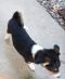 http://photos.petfinder.com/photos/pets/42791779/1/?bust=1537328920&width=60&-pnt.jpg