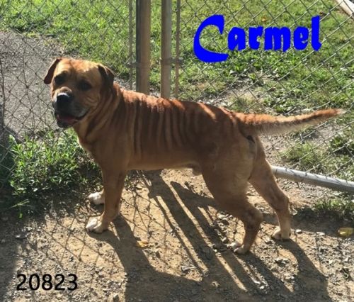 . Caramel .