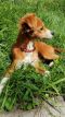 . Daisyduke .