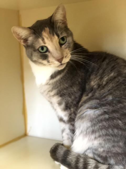 . Minnie! Front Declaw Senior! .