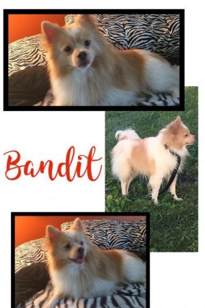 . Bandit .