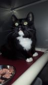 . BOOTSY .