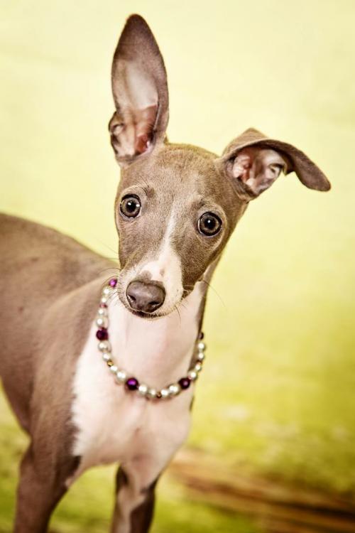 . Shiloh - Adoption Pending .