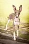 . Shiloh - Adoption Pending .