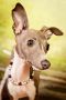 . Shiloh - Adoption Pending .