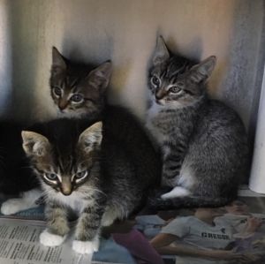 . The Three Mouseketeers .